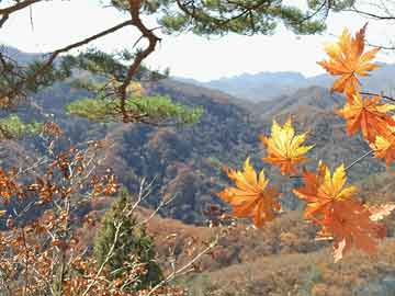 开除田亮、保送全红婵，把郭晶晶送上裁判席的她，到底什么来头？